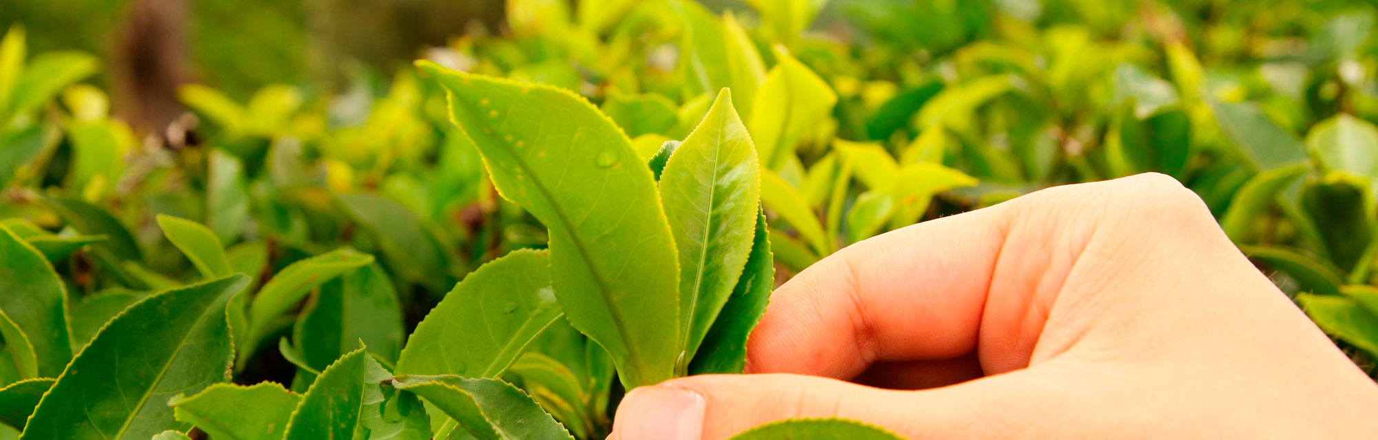 tetley tea and sustainability