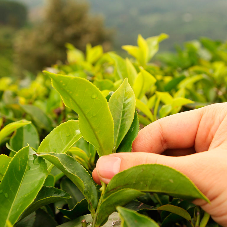 tetley tea and sustainability